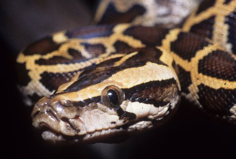 A Burmese python hatchling in the Everglades