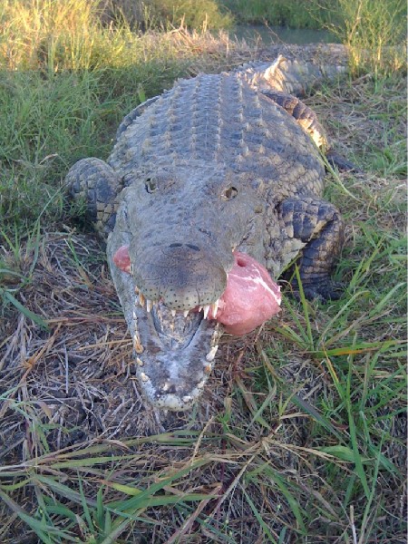 Crocodile eating a politician in protest of ban