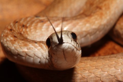 Narrow of head and slender of girth, the northern brown snake.
