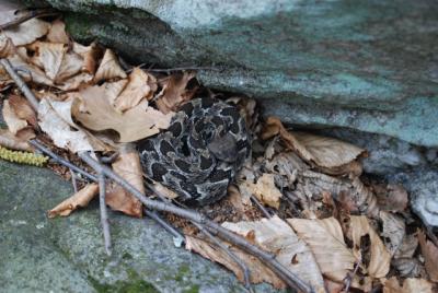 Feeding on mice and other small mammals, an adult male timber rattlesnake consumes 2,500 to 4,500 of the black-legged ticks that carry Lyme disease each year.