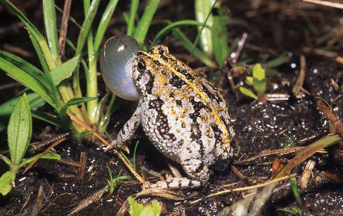 The vocal sac of the tiny oak toad is proportionately immense. 