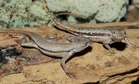 A pair of Scrub Lizards, female at top.